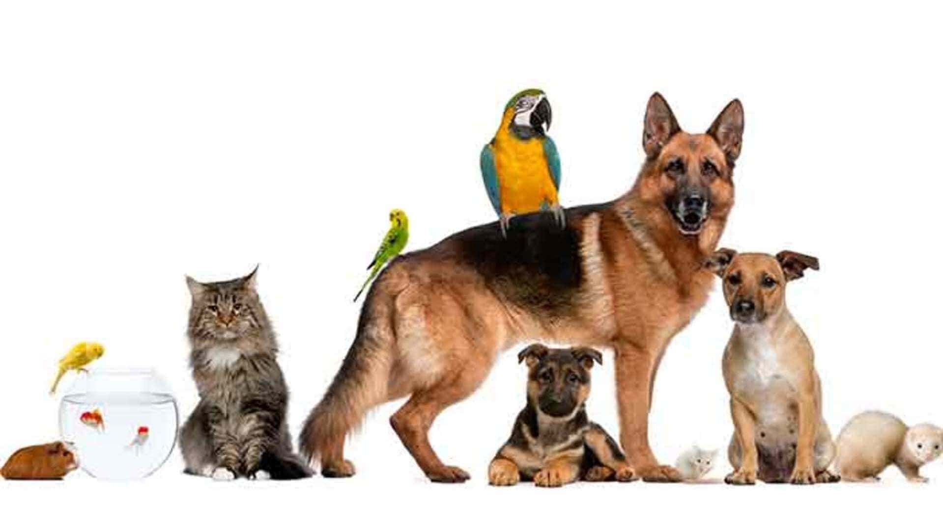 Chien, chat et autres animaux de compagnie ensemble dans un cadre familial