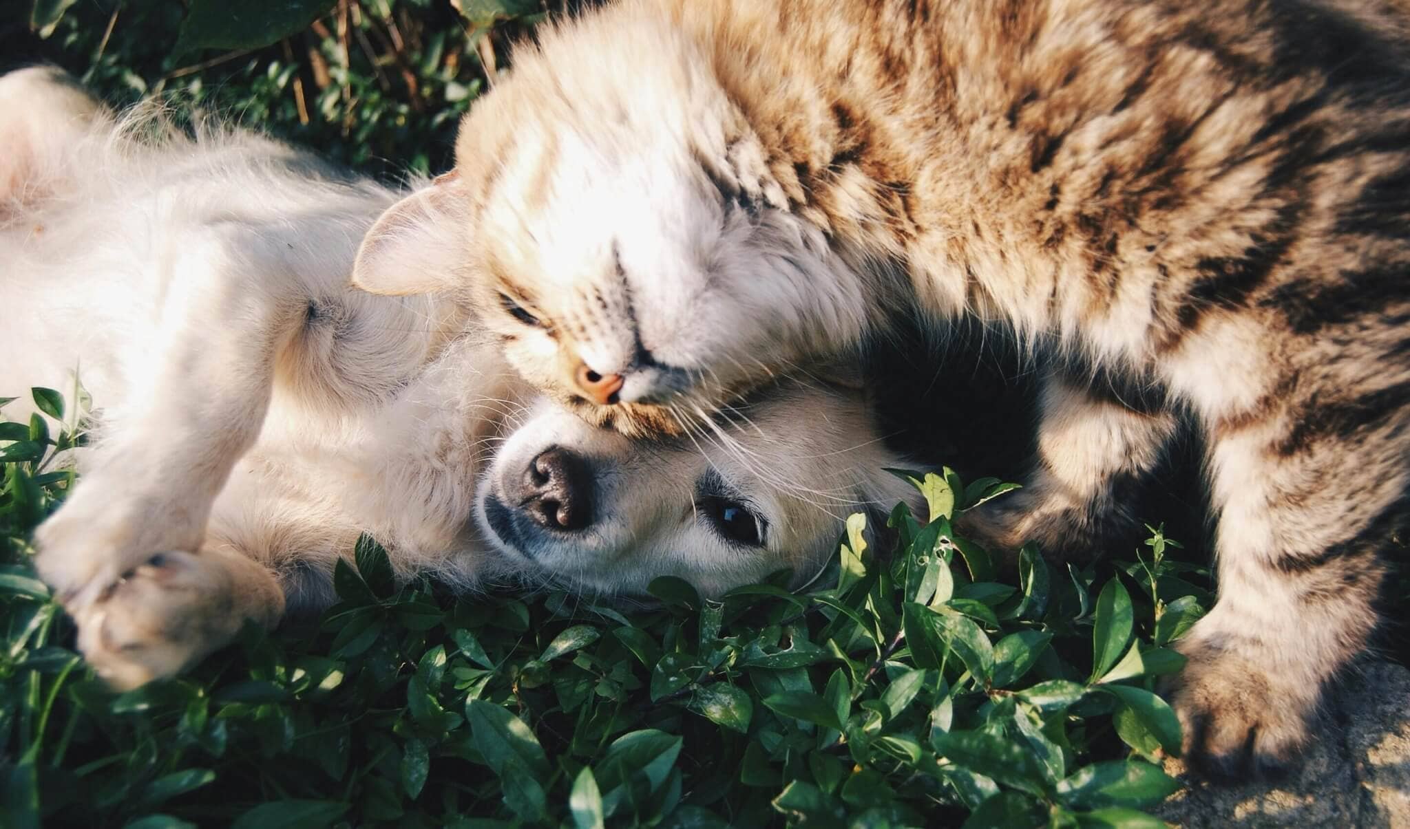 Chat et chien montrant de l'affection