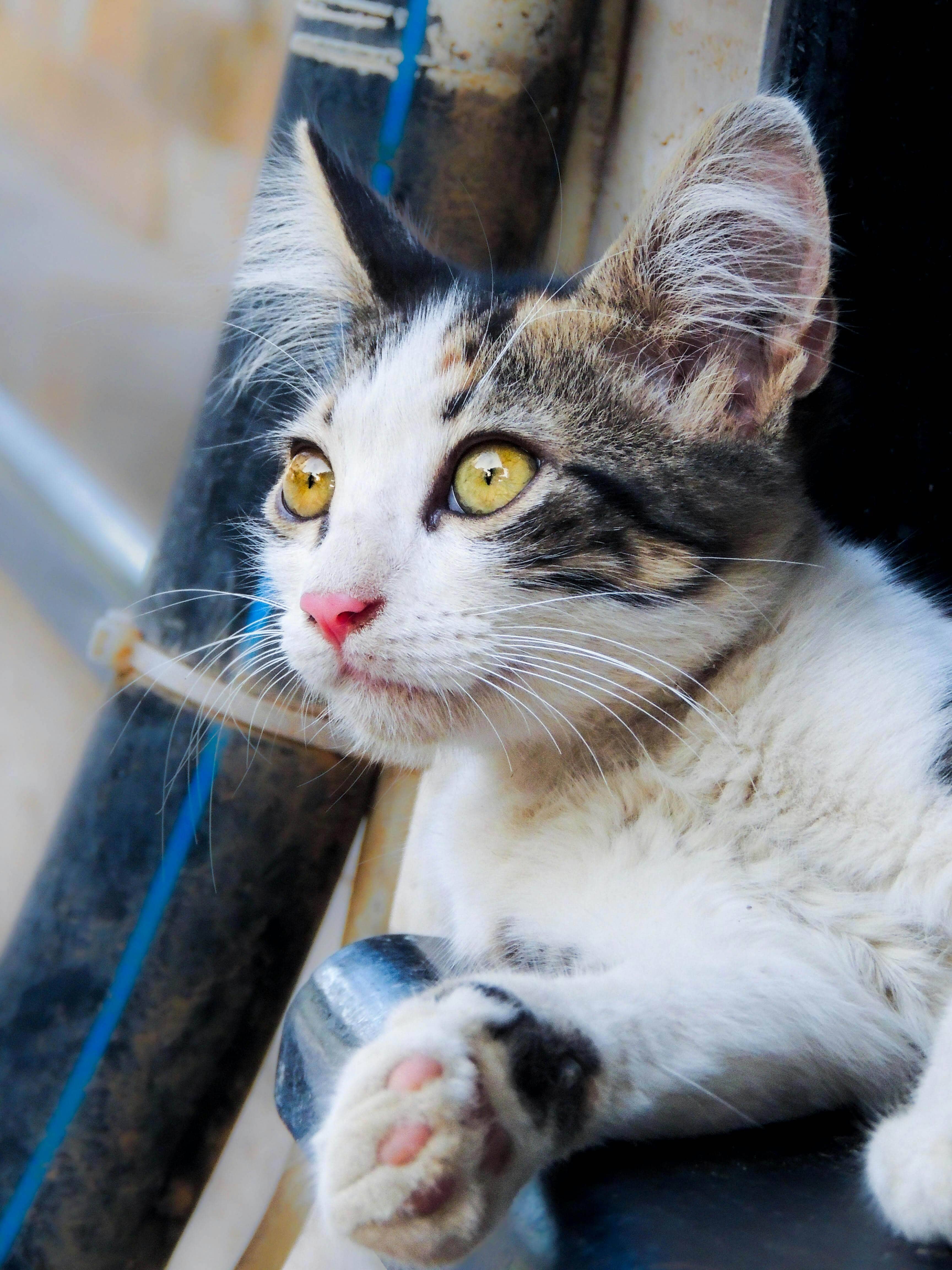 Chaton en attente d'adoption
