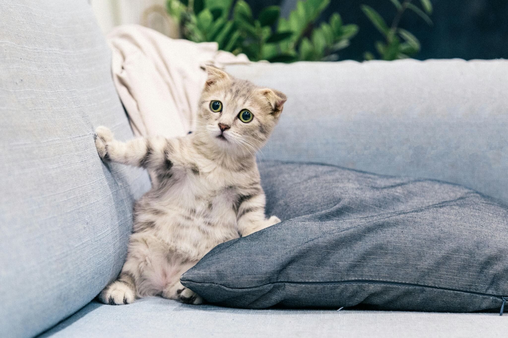 Chaton surpris sur le canapé