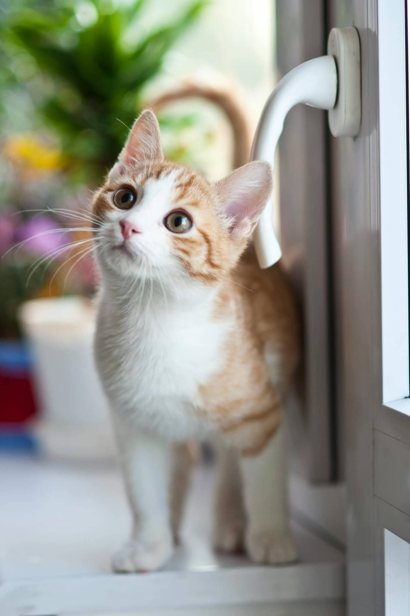 Pack Chaton Zen
