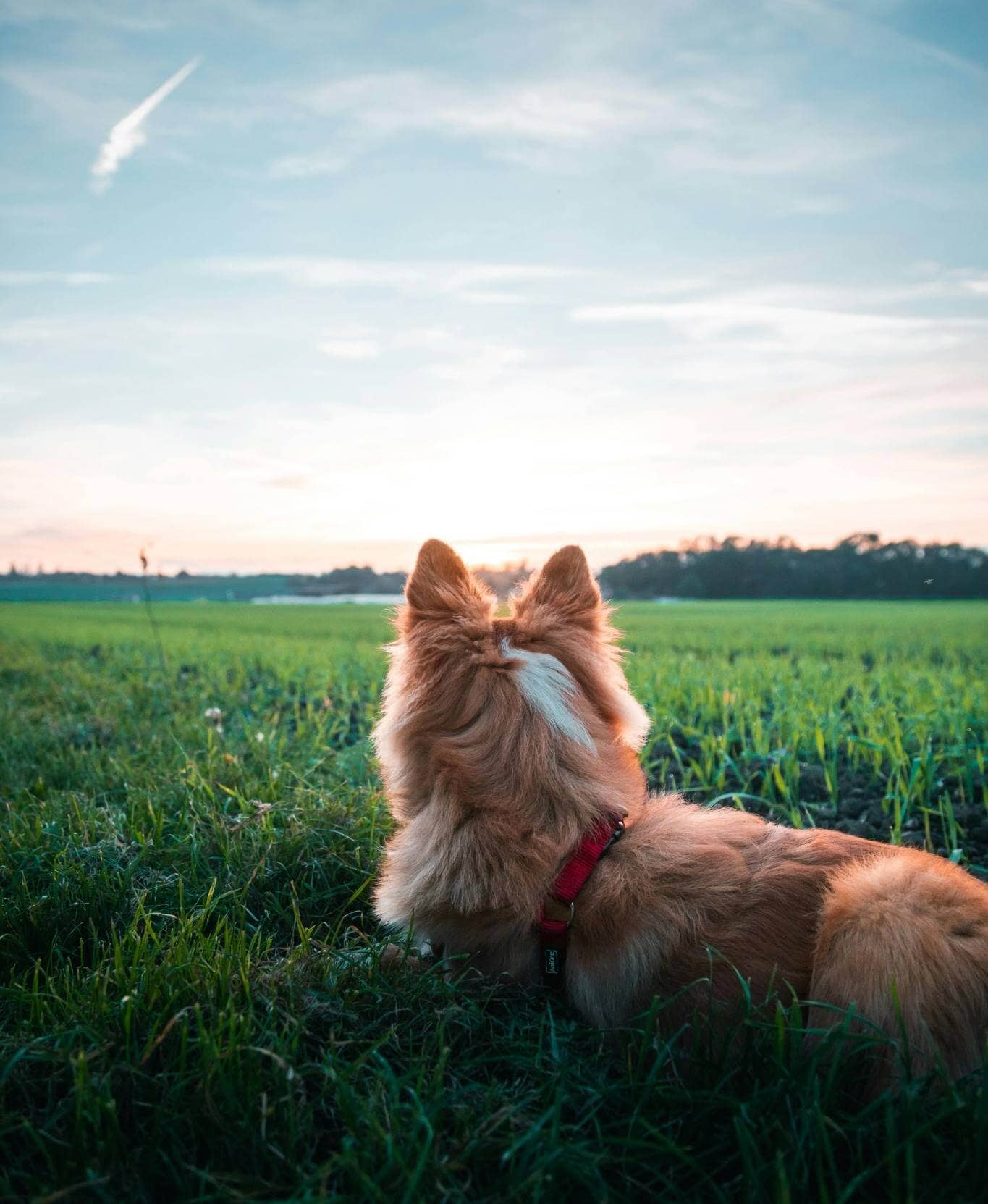 Abonnement Essentiel Chien