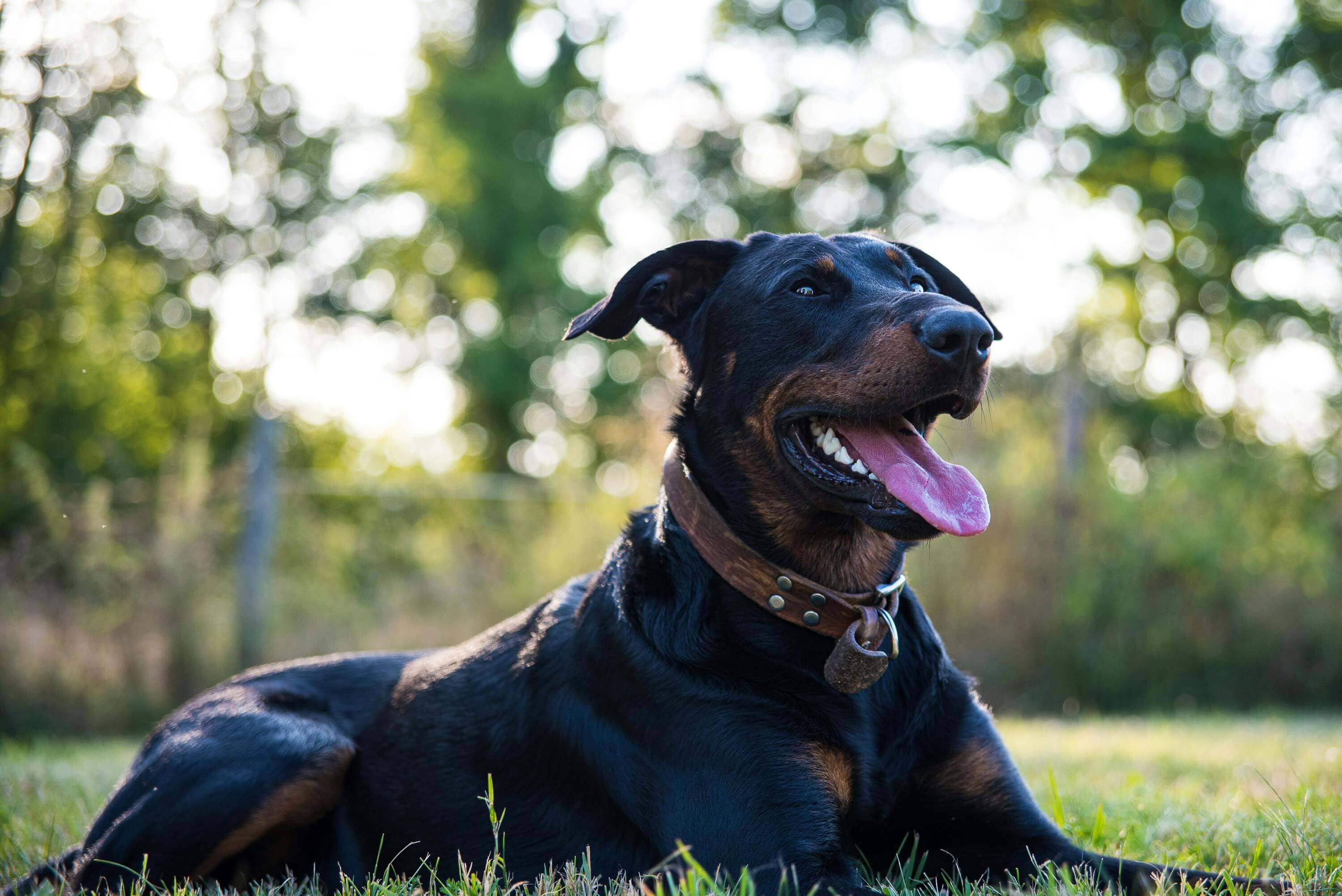 Chien doberman heureux au soleil