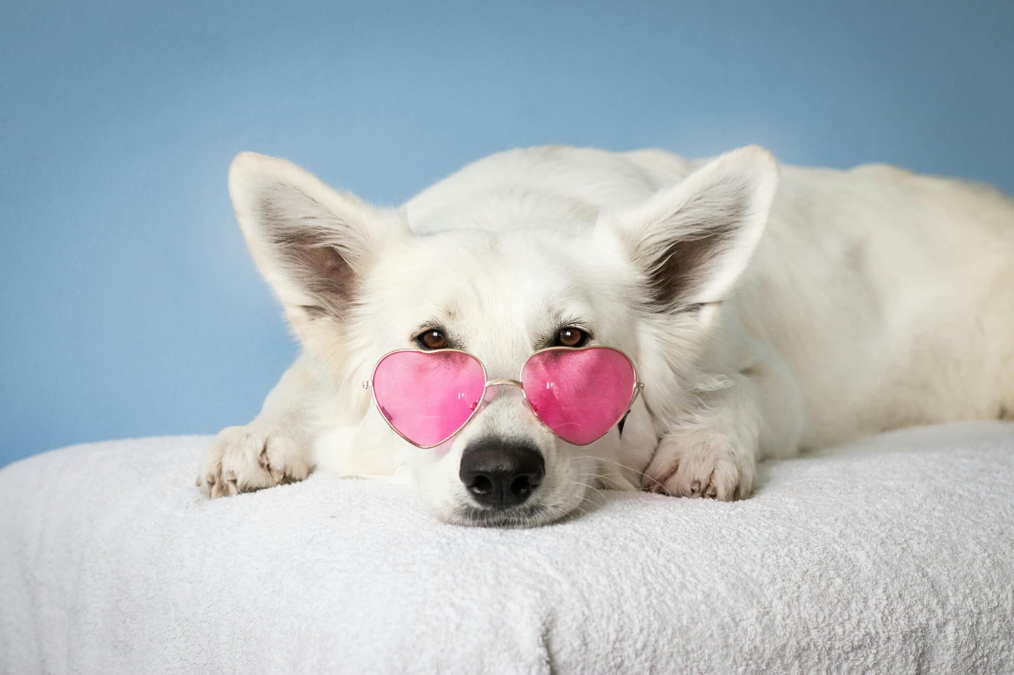 Collier stylé pour chien