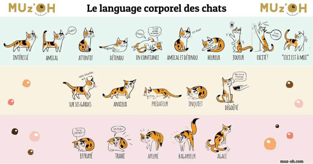 Comprendre le langage corporel du chat