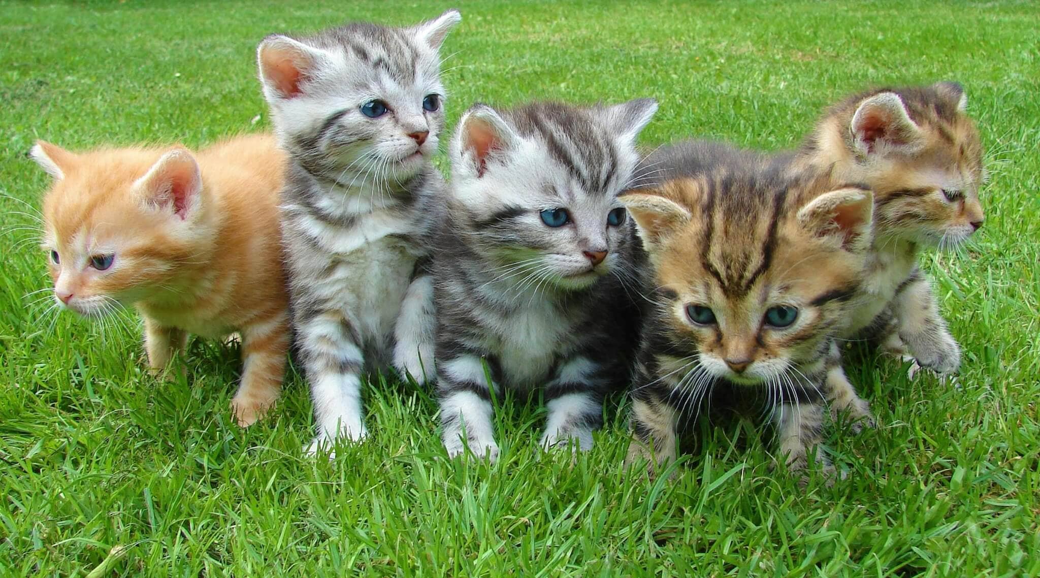 Groupe de chatons