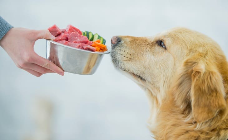 Nourrir un chien âgé