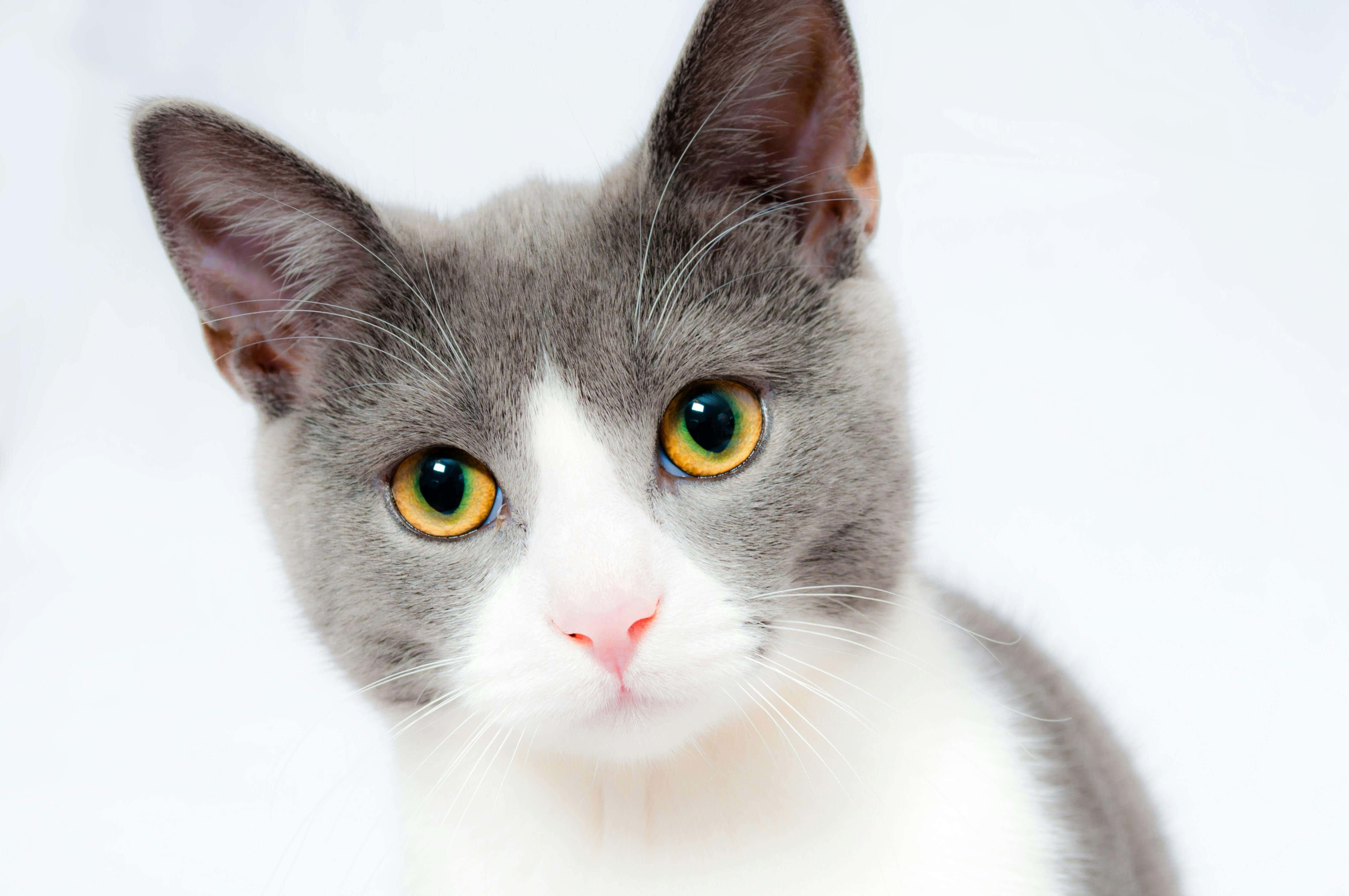 Portrait de chat aux yeux jaunes