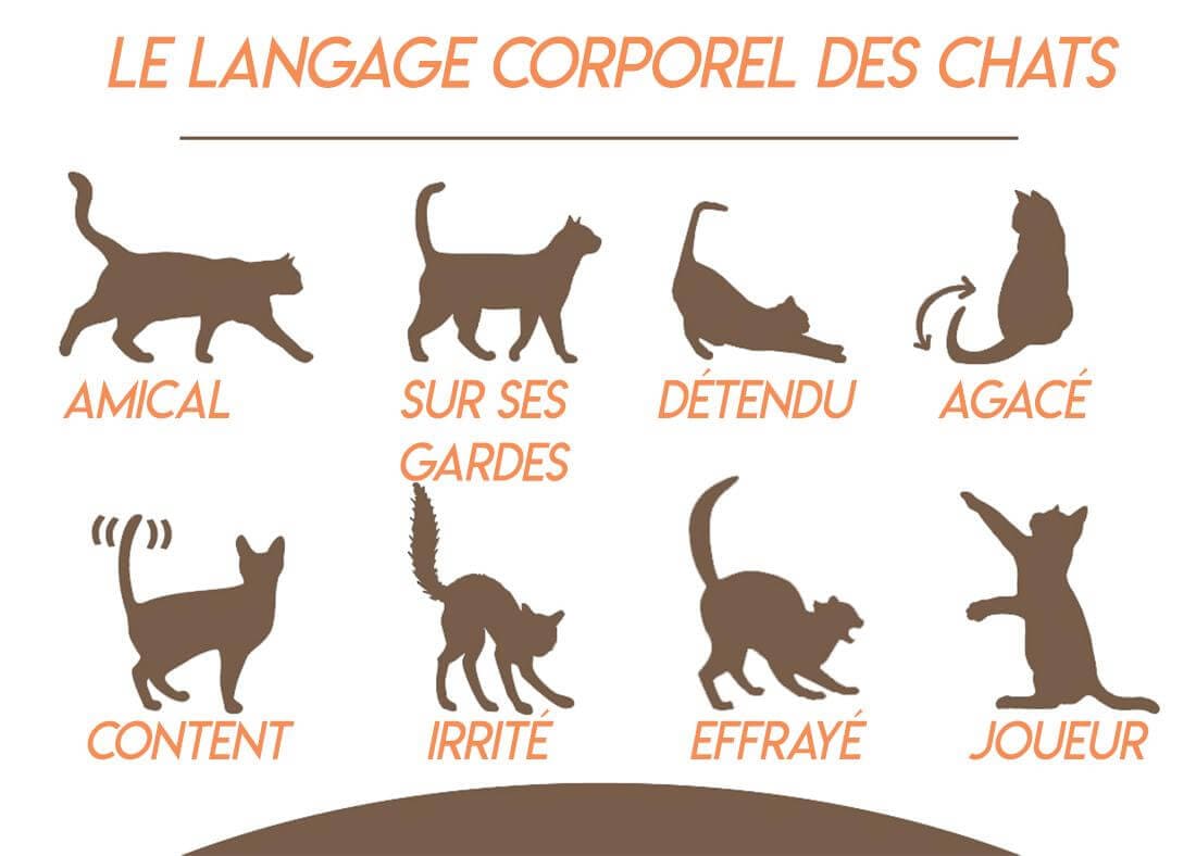 Langage corporel du chat